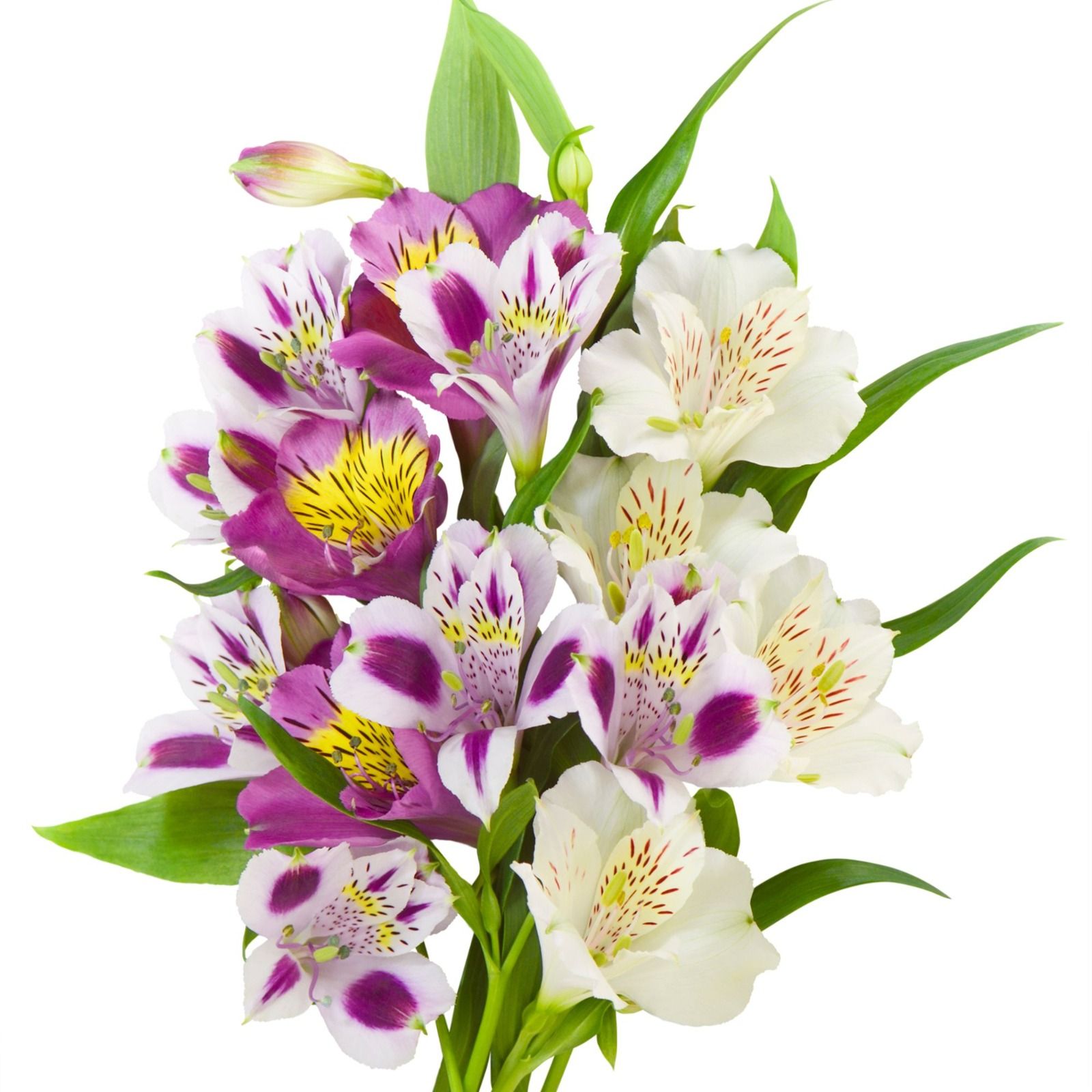 Sinfonía de Luz y Sombra