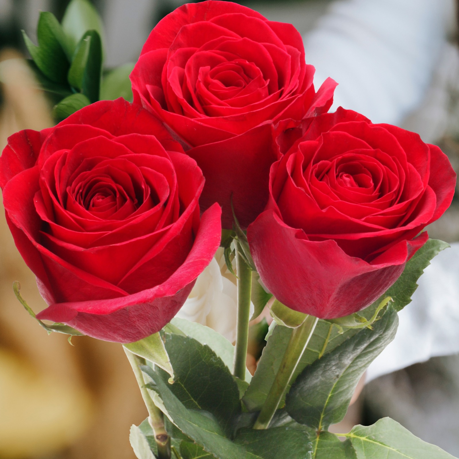 Ramo de 3 rosas rojas