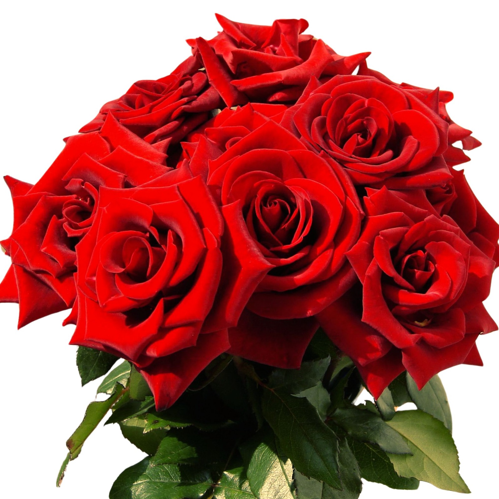 Ramo de 7 rosas rojas