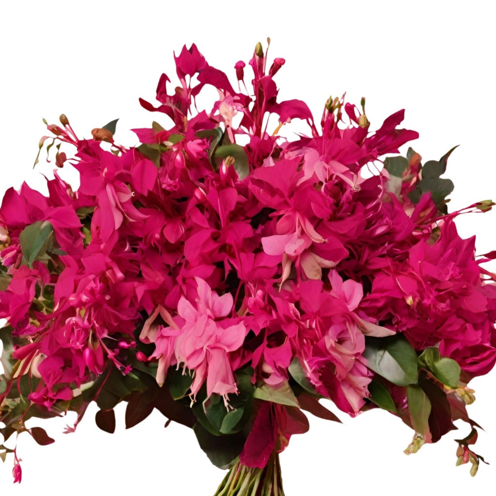 Esplendor de Buganvillas